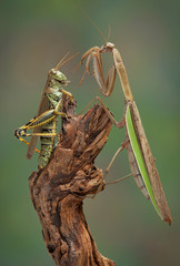 Wall Mural - Mantis and hopper surprise