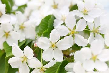 Wall Mural - Spring cherry blossom