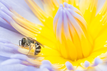 Bee working hard collecting pollen