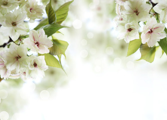 Fotomurales - Spring Cherry blossom