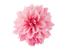 Pink Of A Dahlia Isolated