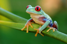 Red-eyed Treefrog (Agalychnis Callidryas)