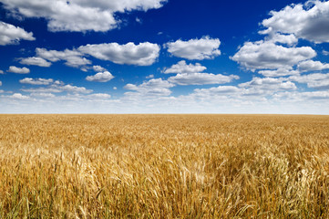 wheat field and blue sky