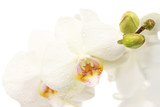 Fototapeta Kamienie - beautiful orchid, isolated on white