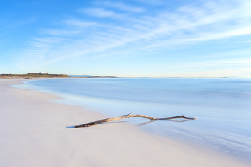 Wall Mural - Wood branch on a white beach on sunset time