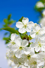 Blooming Cherry Tree With White Flowers On Blue Sky In Spring