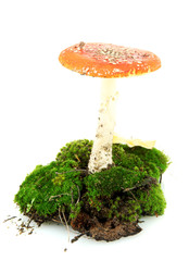 Fototapete - red amanita with moss isolated on white