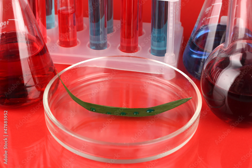 Test-tubes and green leaf tested in petri dish,