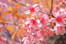 The Beautiful Thai Sakura At Khun-Chang-kien ,Thailand