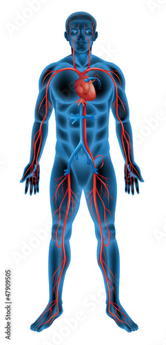 Naklejka - mata magnetyczna na lodówkę Human circulatory system