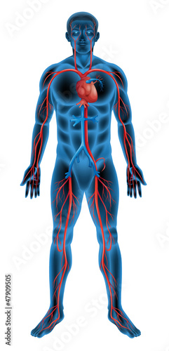 Naklejka na szybę Human circulatory system