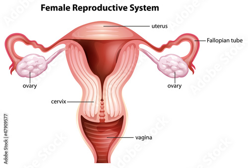 Obraz w ramie Female reproductive system