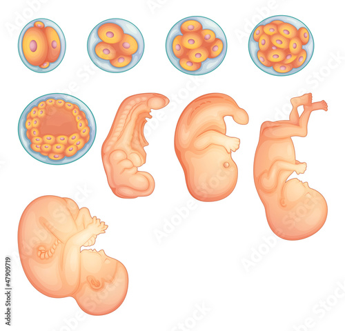 Naklejka na szybę Stages in human embryonic development