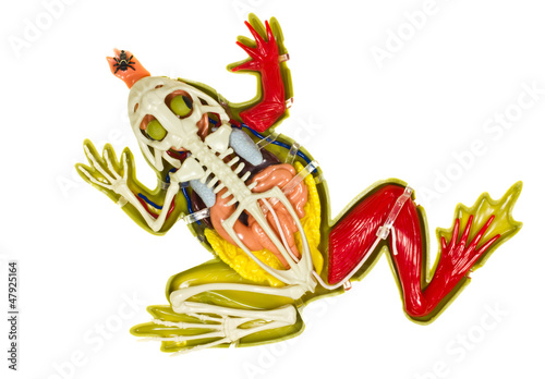 Naklejka na szybę Frog entrails model.