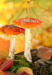 Fototapete - red amanitas with moss, on autumn yellow background