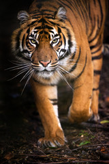 tiger walking out of shadow