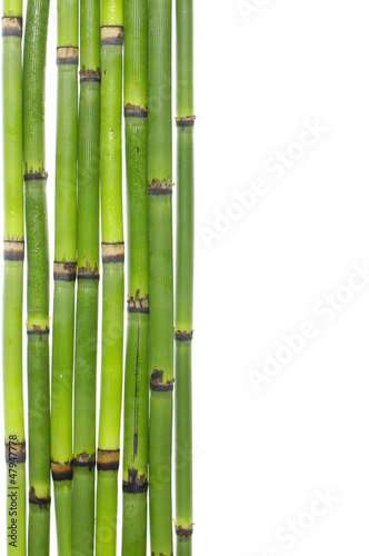 Obraz w ramie lucky bamboo grove with copy space