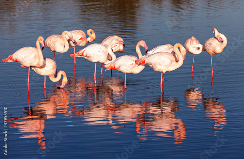 Flamants roses Tableau sur Toile