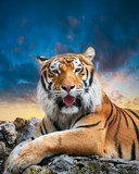 Fototapeta Na sufit - Tiger on the sky background