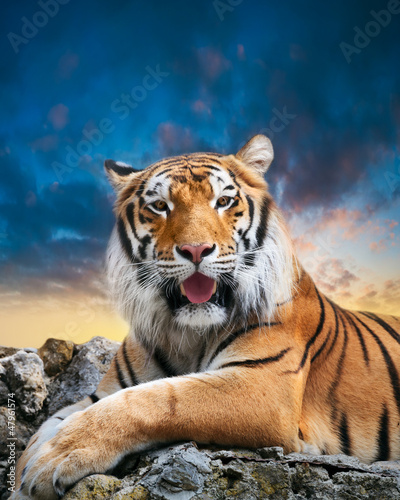 Naklejka dekoracyjna Tiger on the sky background