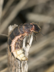 Wall Mural - Male common glow-worm (Lampyris noctiluca) macro photo