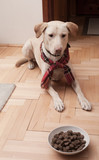 Fototapeta Psy - pies labrador z psią karmą