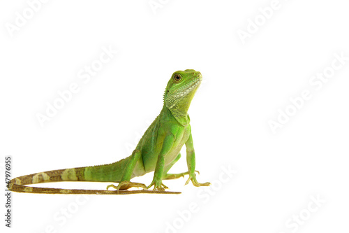 Dragon de l'eau, Lézard, Lizzard Tableau sur Toile