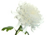 beautiful chrysanthemum flover, close up