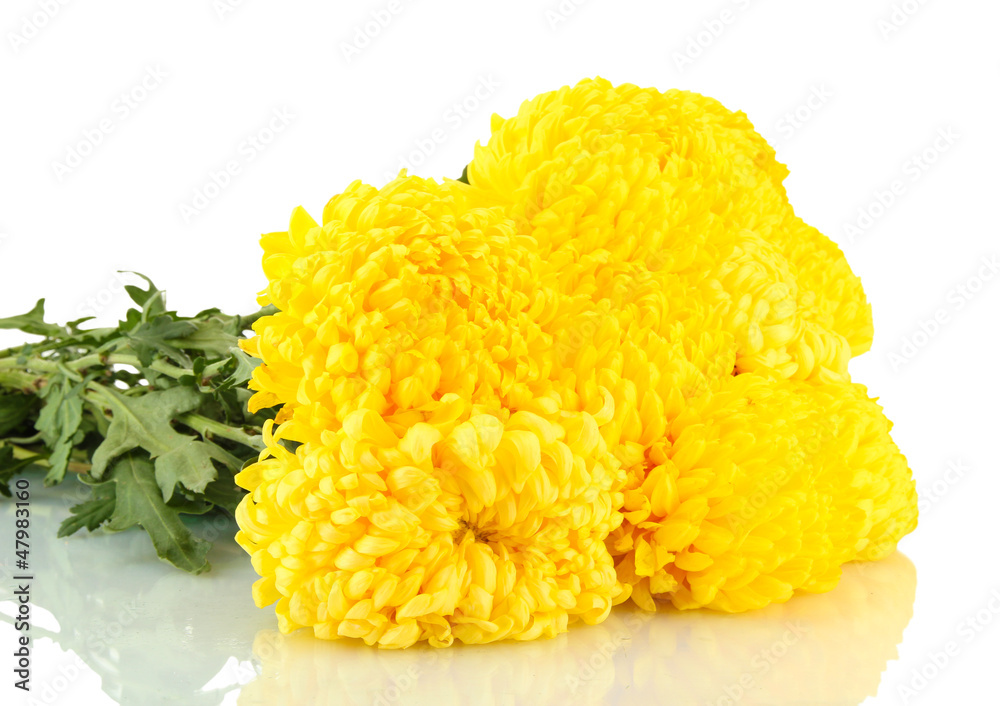 bright yellow chrysanthemums, isolated on white