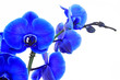 blaue orchidee