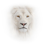 Fototapeta Na sufit - white lion on the white background