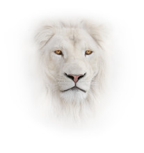 White Lion On The White Background