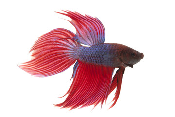 Canvas Print - Siamese fighting fish