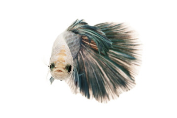 Poster - Siamese fighting fish