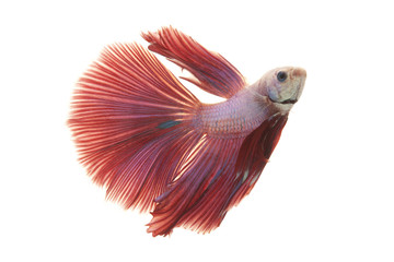 Poster - Siamese fighting fish