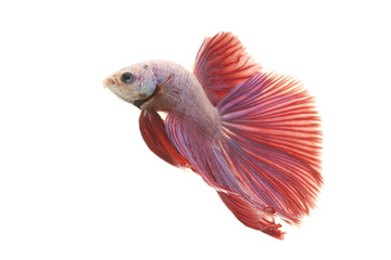 Poster - Siamese fighting fish