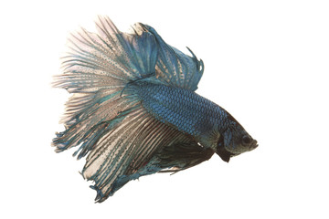 Poster - Siamese fighting fish