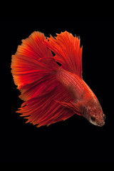 Poster - Siamese fighting fish