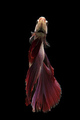 Poster - Siamese fighting fish