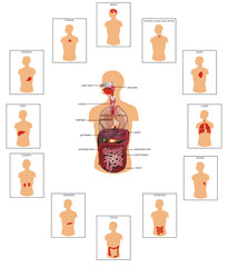 Canvas Print - Huge collection of human organs illustration