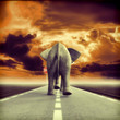 Elefante en la carretera
