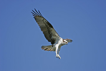 Osprey (Pandion haliaetus)