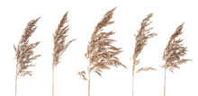 Dried Bush Grass Panicles On White Background