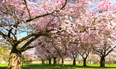 Fotomurales - Spring: abundance of Japanese cherry blossoms