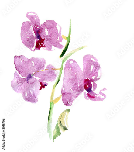 Naklejka dekoracyjna Orchid