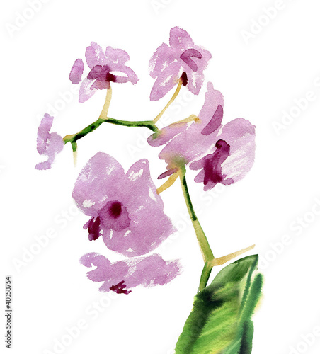 fioletowa-orchidea-na-bialym-tle-malarstwo-olejne