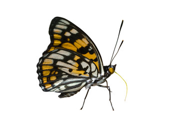 Sticker - Butterfly (Sephisa dichroa) 14