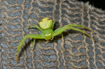 Wall Mural - Green spider 5