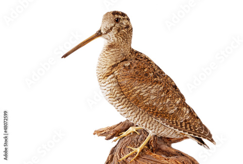 Valokuva Waldschnepfe (Scolopax rusticola) freigestellt