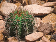 australischer Kaktus 04